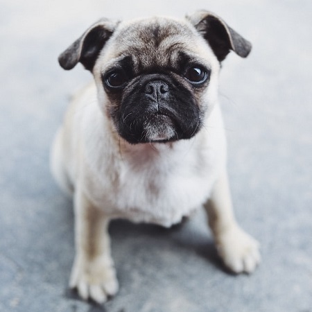 Bravecto Dog 250mg (4.5-10kg)