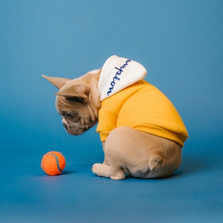Bravecto Dog 250mg (4.5-10kg)