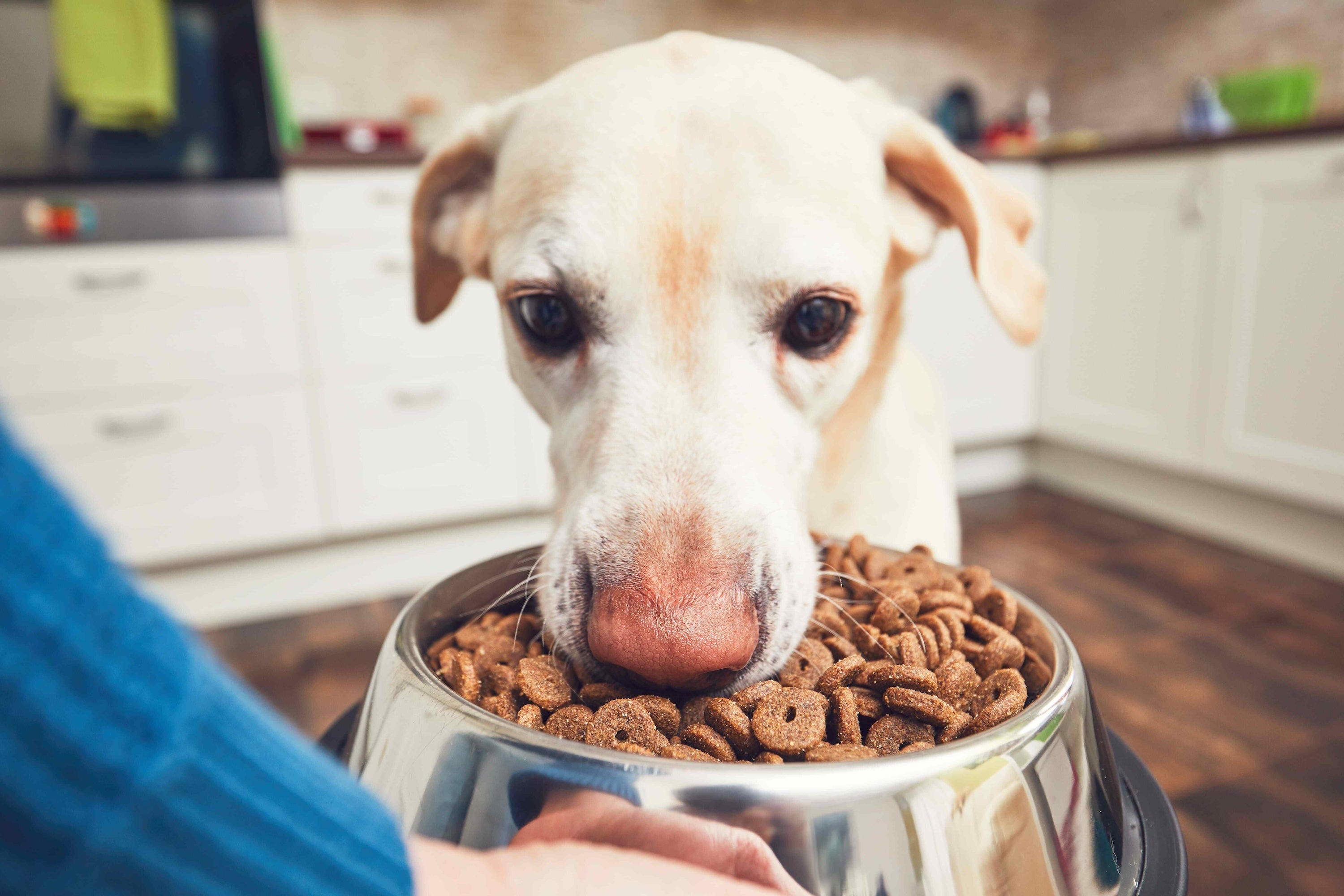 Dog Dry Food
