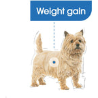 Royal Canin Light Weight Care Dog Wet Food 85g