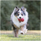 Kong Classic Dog Toy - XL