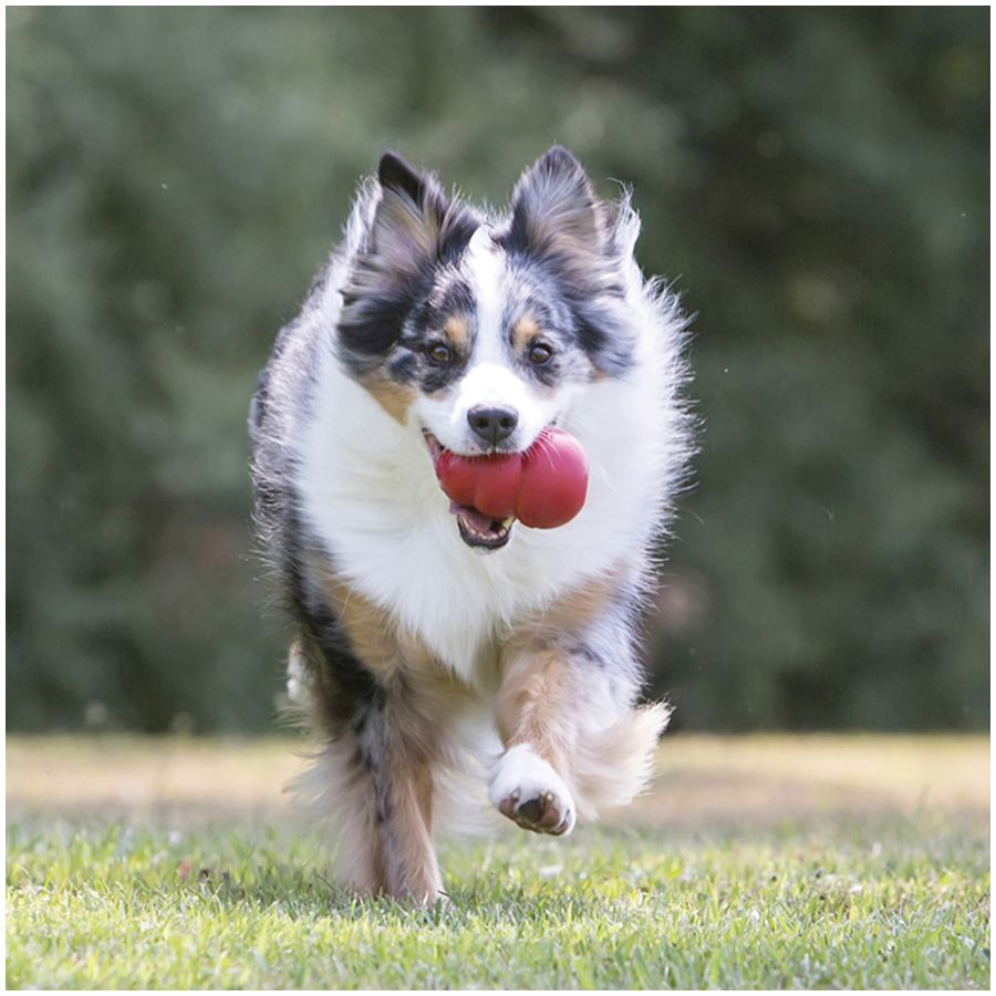 Kong Classic Dog Toy - XL