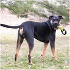 Kong Jaxx Triple Barrel Dog Toy L