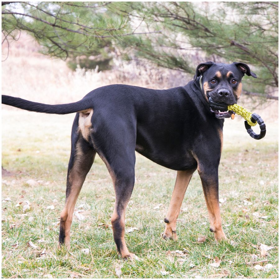 Kong Jaxx Triple Barrel Dog Toy L