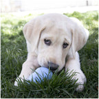 Kong Puppy Dog Toy - M