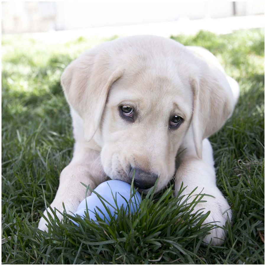 Kong Puppy Dog Toy - M