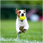 Skipdawg Agility Ball M 2-piece pack