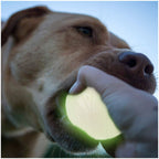 Skipdawg Neon Glow Ball M