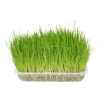 Flamingo Cat Grass