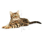 Royal Canin Bengal Adult Cat Dry Food 2kg