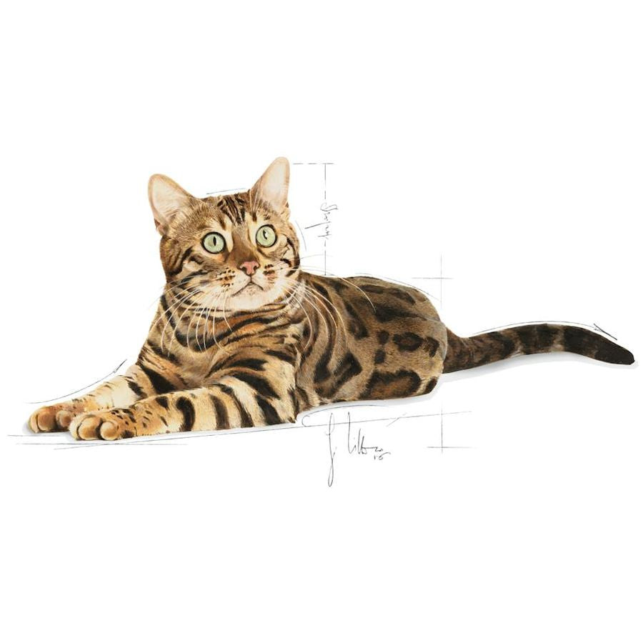 Royal Canin Bengal Adult Cat Dry Food 2kg