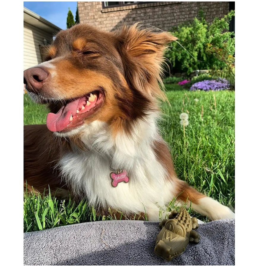 Whimzees Alligator small(24Pcs)