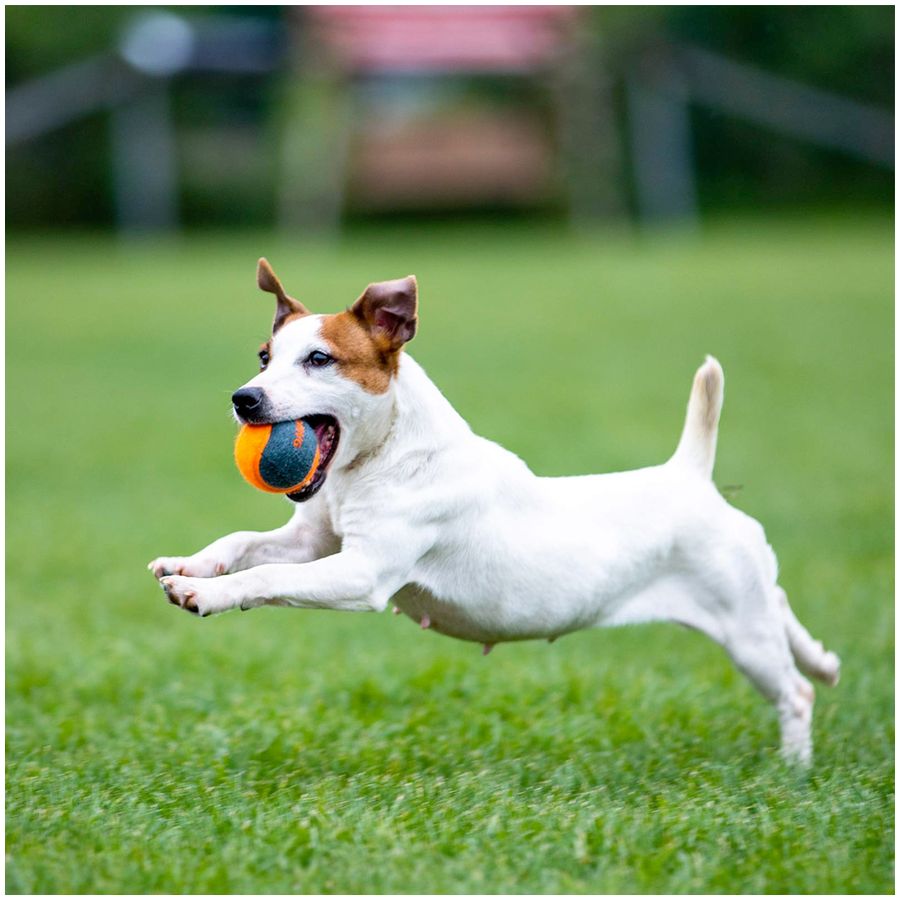 Skipdawg Squeaky Dog Tennis Balls 4-piece pack