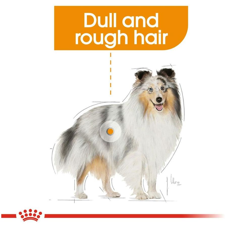 Royal Canin Coat Care Dog Wet Food 85g