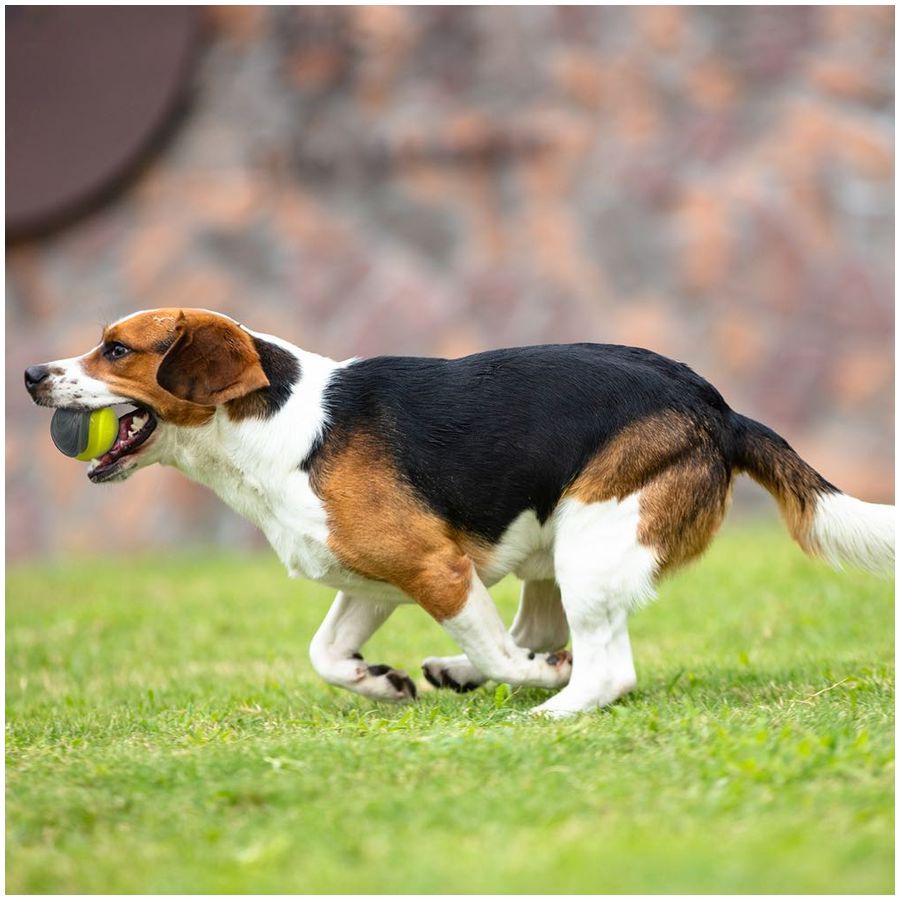 Skipdawg Whistling Ball