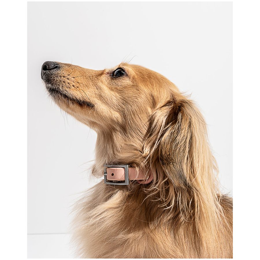 Wild One Collar - XS - Pink