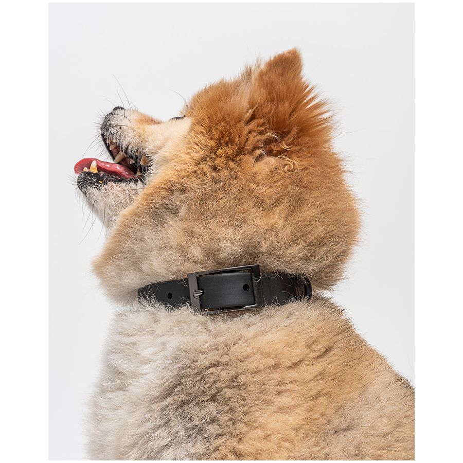 Wild One Collar - S - Black
