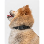 Wild One Collar - S - Black