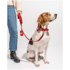 Wild One Collar - S - Strawberry