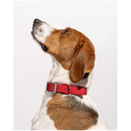 Wild One Collar - M - Strawberry