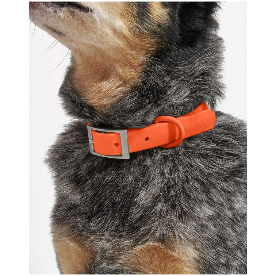Wild One Collar - M - Blaze