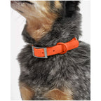 Wild One Collar - L - Blaze