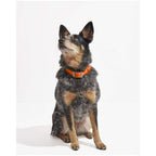 Wild One Collar - XL - Blaze