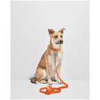 Wild One Leash - Blaze