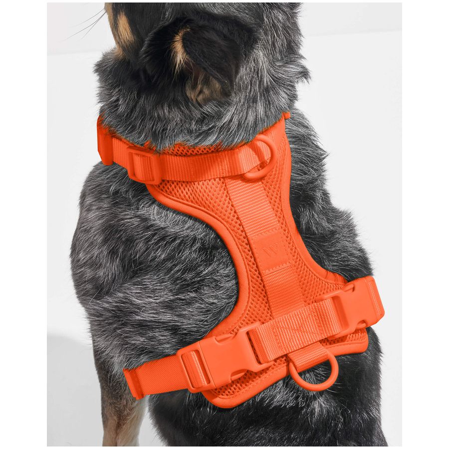 Wild One Harness - S - Blaze
