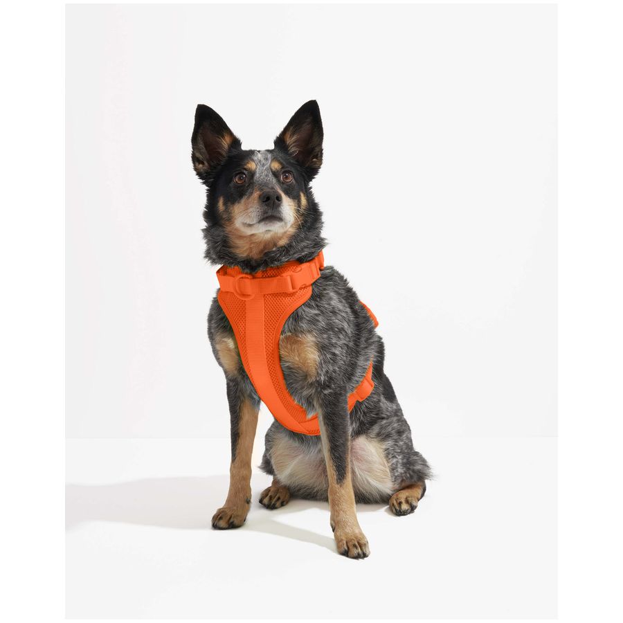 Wild One Harness - S - Blaze