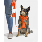 Wild One Harness - L - Blaze